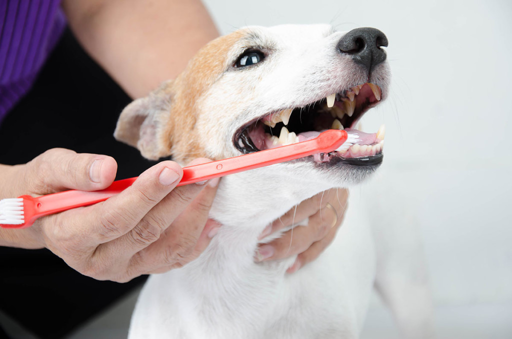 Így ápold a kutyád fogait!