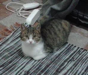 3864_luca