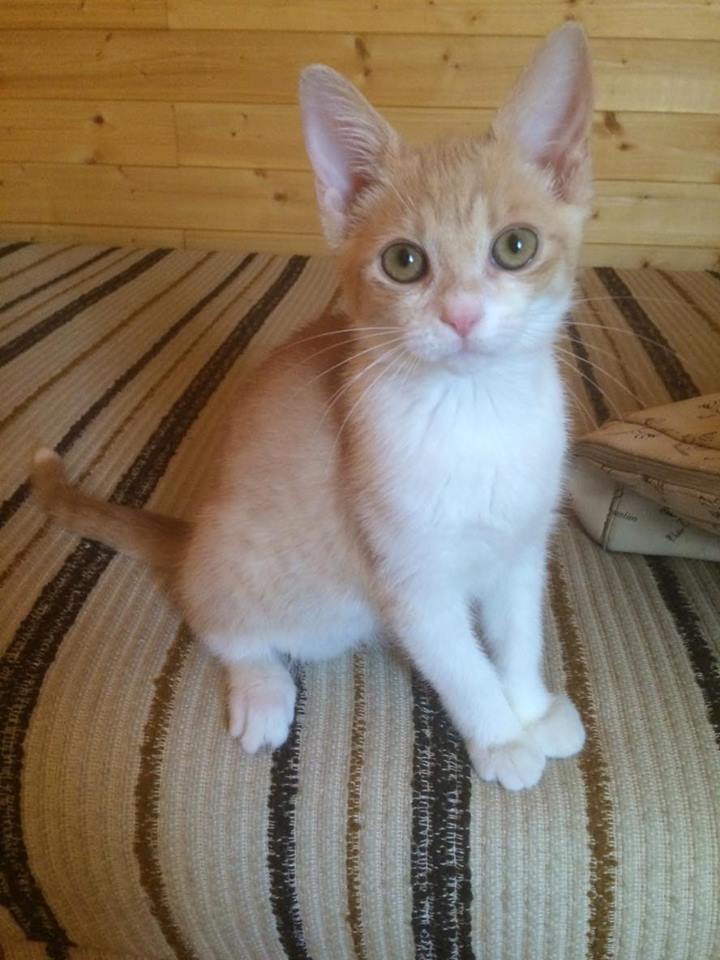 3967_polly6
