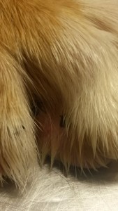 Dermacentor reticulatus ticks attached on dog