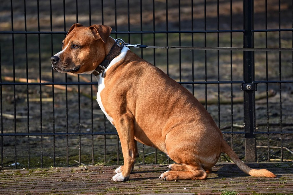 20190207_enkedvencem_kutya_valentin