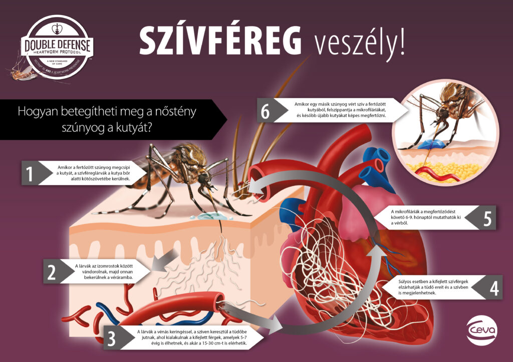 Minden a szívférgességről. Milyen veszélyei vannak?